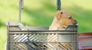 Dog adoption puppy basket